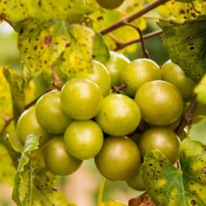 Muscadine Grapes Plant Live - Vitis Rotundifolia - 4 to 6 Inch - Home Garden Ready