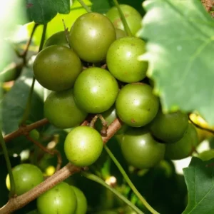 Muscadine Grapes Plant Live - Vitis Rotundifolia - 4 to 6 Inch - Home Garden Ready