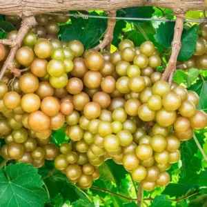 Muscadine Grapes Plant Live - Vitis Rotundifolia - 4 to 6 Inch - Home Garden Ready