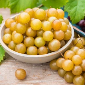 Muscadine Grapes Plant Live - Vitis Rotundifolia - 4 to 6 Inch - Home Garden Ready