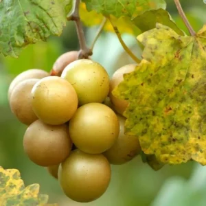 Muscadine Grapes Plant Live - Vitis Rotundifolia - 4 to 6 Inch - Home Garden Ready