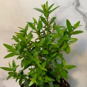 Myrtus Communis Compacta Plant 2 inch Size - 3 Pack Live Plants
