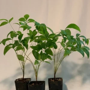 Nandina Domestica 'Fire Power' Plant 2 Inch 3 Pack Live Shrub