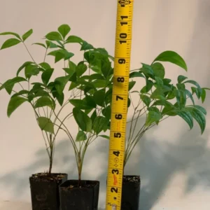 Nandina Domestica 'Fire Power' Plant 2 Inch 3 Pack Live Shrub