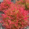 Nandina Domestica 'Gulf Stream' Live Plant - 2 inch (3 Pack) Ornamental Shrub