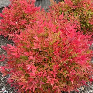 Nandina Domestica 'Gulf Stream' Live Plant - 2 inch (3 Pack) Ornamental Shrub