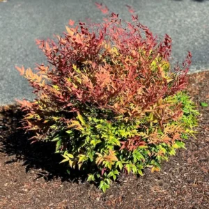 Nandina Domestica 'Gulf Stream' Live Plant - 2 inch (3 Pack) Ornamental Shrub