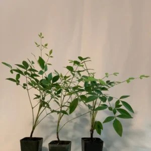 Nandina Domestica 'Gulf Stream' Live Plant - 2 inch (3 Pack) Ornamental Shrub