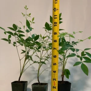 Nandina Domestica 'Gulf Stream' Live Plant - 2 inch (3 Pack) Ornamental Shrub