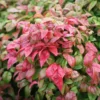 Nandina Fire Power Plant - 5 Pack - 2 Inch Potted Shrub - Ornamental Plant