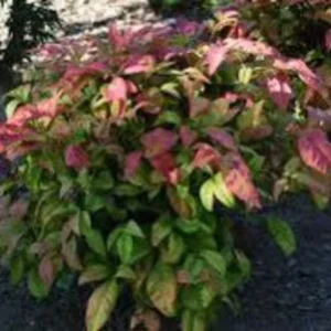 Nandina Fire Power Plant - 5 Pack - 2 Inch Potted Shrub - Ornamental Plant