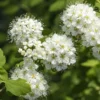 Nannyberry Viburnum Bush - Edible Fruit Shrub - 12 to 14" Small Tree - Wildlife Attraction - NOT SHIP AK, HI