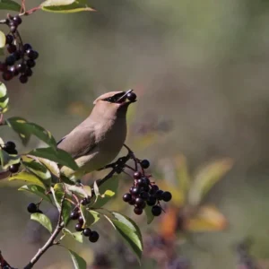 Nannyberry Viburnum Bush - Edible Fruit Shrub - 12 to 14" Small Tree - Wildlife Attraction - NOT SHIP AK, HI