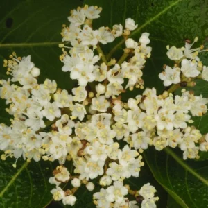 Nannyberry Viburnum Bush - Edible Fruit Shrub - 12 to 14