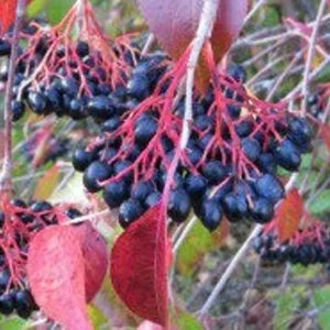 Nannyberry Viburnum Bush - Edible Fruit Shrub - 12 to 14