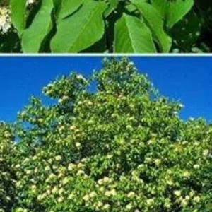 Nannyberry Viburnum Bush - Edible Fruit Shrub - 12 to 14