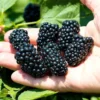 Navaho Thornless BlackBerry Plants - Set of 2 Live Fruit Bushes - Garden Ready
