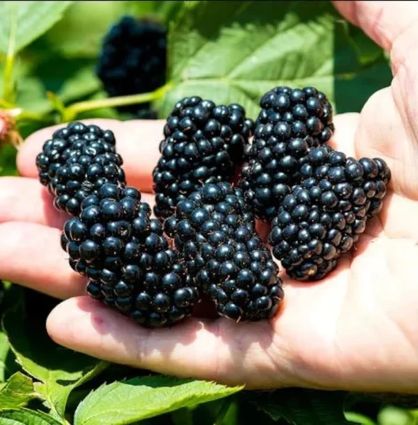 Navaho Thornless BlackBerry Plants - Set of 2 Live Fruit Bushes - Garden Ready