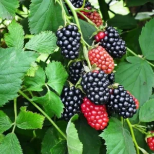 Navaho Thornless BlackBerry Plants - Set of 2 Live Fruit Bushes - Garden Ready