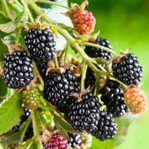 Navaho Thornless BlackBerry Plants - Set of 2 Live Fruit Bushes - Garden Ready