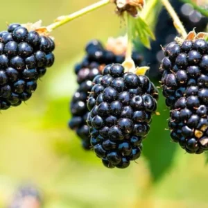 Navaho Thornless BlackBerry Plants - Set of 2 Live Fruit Bushes - Garden Ready