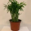 Neanthe Bella Palm Plant 4 Inch Potted Indoor Palm Chamaedorea Elegans