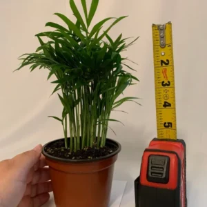 Neanthe Bella Palm Plant 4 Inch Potted Indoor Palm Chamaedorea Elegans