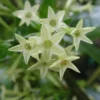 Night Blooming Jasmine Plant - Fragrant Jessamine Live Plant 5-7 Inch