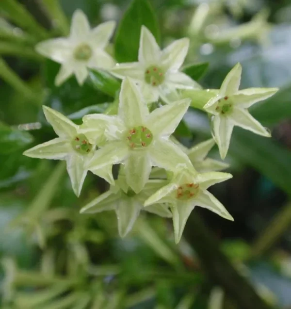 Night Blooming Jasmine Plant - Fragrant Jessamine Live Plant 5-7 Inch