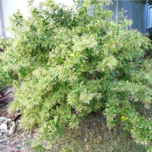 Night Blooming Jasmine Plant - Fragrant Jessamine Live Plant 5-7 Inch