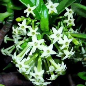 Night Blooming Jasmine Plant - Fragrant Jessamine Live Plant 5-7 Inch