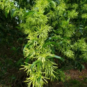 Night Blooming Jasmine Plant - Fragrant Jessamine Live Plant 5-7 Inch