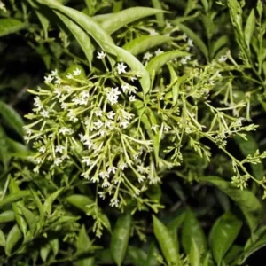 Night Blooming Jasmine Plant - Fragrant Jessamine Live Plant 5-7 Inch