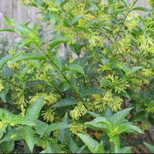 Night Blooming Jasmine Plant - Fragrant Jessamine Live Plant 5-7 Inch