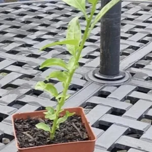 Night Blooming Jasmine Plant - Fragrant Jessamine Live Plant 5-7 Inch