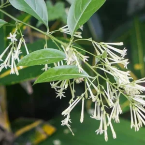 Night Blooming Jasmine Plant - Fragrant Jessamine Live Plant 5-7 Inch