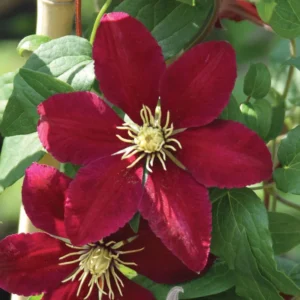 Niobe Clematis Vine - Deep Ruby Red Majestic Flower Vine - 2.5