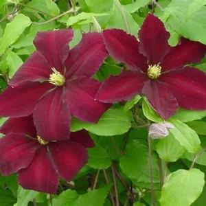 Niobe Clematis Vine - Deep Ruby Red Majestic Flower Vine - 2.5" Pot