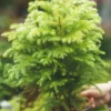 Norfolk Island Pine Tree - Indoor Air Purifier - Tropical Evergreen