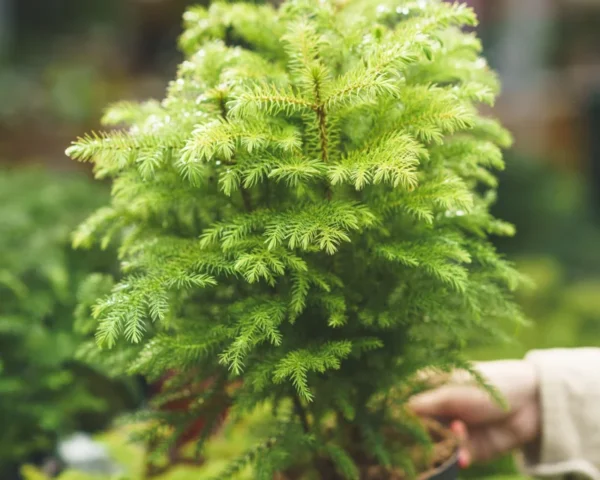 Norfolk Island Pine Tree - Indoor Air Purifier - Tropical Evergreen