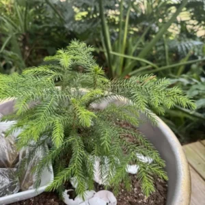 Norfolk Island Pine Tree - Indoor Air Purifier - Tropical Evergreen