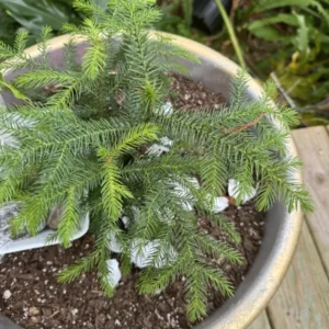Norfolk Island Pine Tree - Indoor Air Purifier - Tropical Evergreen