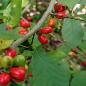 Northern Spicebush Shrub - Spicewood - Benjamin Bush - Full Sun Plant - NOT SHIP AK, HI