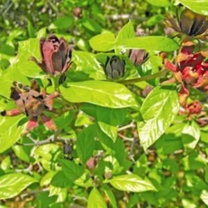 Northern Spicebush Shrub - Spicewood - Benjamin Bush - Full Sun Plant - NOT SHIP AK, HI