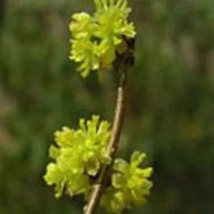 Northern Spicebush Shrub - Spicewood - Benjamin Bush - Full Sun Plant - NOT SHIP AK, HI