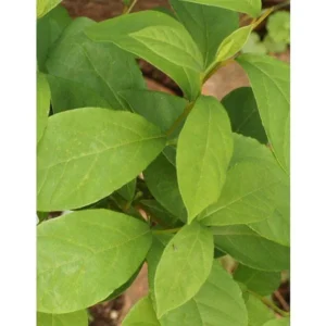 Northern Spicebush Shrub - Spicewood - Benjamin Bush - Full Sun Plant - NOT SHIP AK, HI