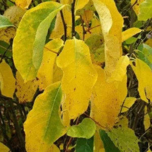Northern Spicebush Shrub - Spicewood - Benjamin Bush - Full Sun Plant - NOT SHIP AK, HI