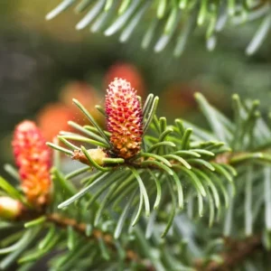 Norway Spruce Tree Evergreen - 12 to 18 Inches - Dark Green Windbreak Tree