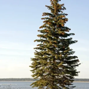 Norway Spruce Tree Evergreen - 12 to 18 Inches - Dark Green Windbreak Tree