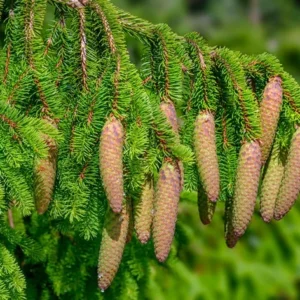 Norway Spruce Tree Evergreen - 12 to 18 Inches - Dark Green Windbreak Tree